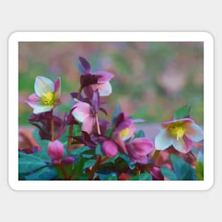 Lenten Roses Sticker